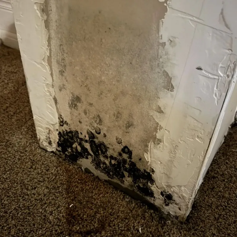 Professional Mold Removal in Grady County, OK